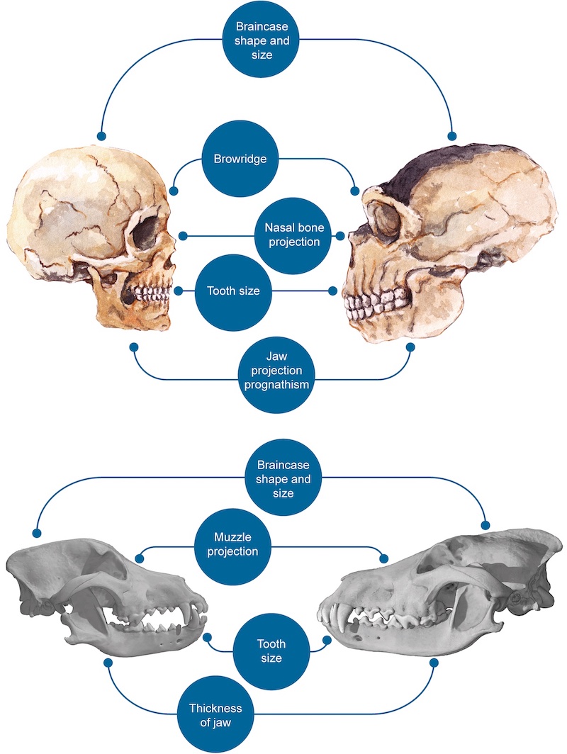 Neandertaller Galip Gelseydi Dünya Nasıl Olurdu?