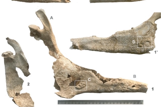 Batı Avrupa’daki Bilinen En Eski Katır Bulundu