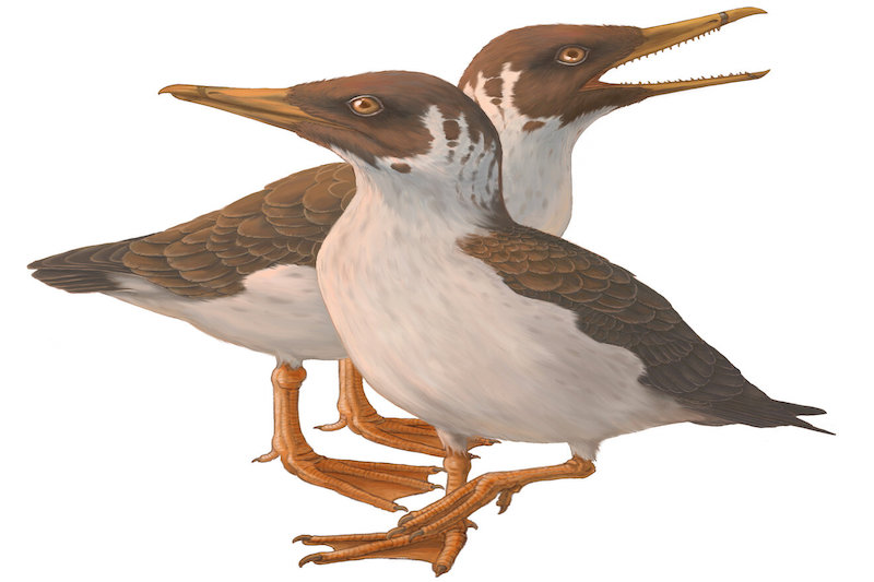 Modern Kuşların Kökenine Dair Asırlık Bilgi Çürüyor