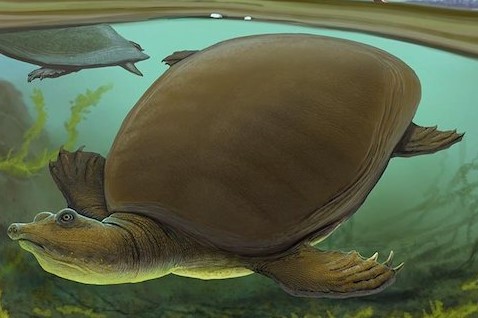 T. rex Döneminden Yumuşak Kabuklu Kaplumbağa Keşfedildi