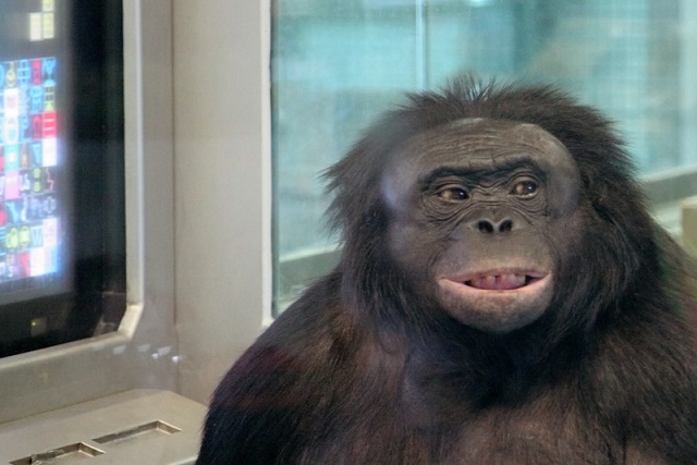 Kanzi’nin Gösterdiğine Göre Hayal Gücü Sadece Bize Özgü Değil