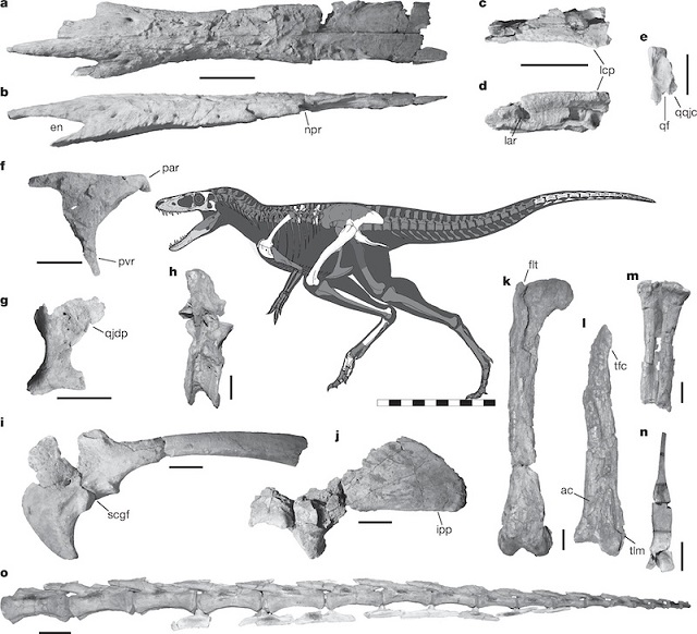 Paleontologlar, T. rex’in Bilinen En Yakın Atasını Buldu