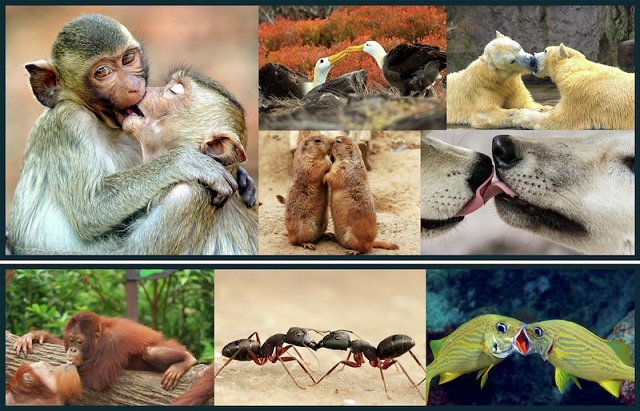 Öpüşmenin Kökeni, Ortak Atamıza Kadar Uzanıyor