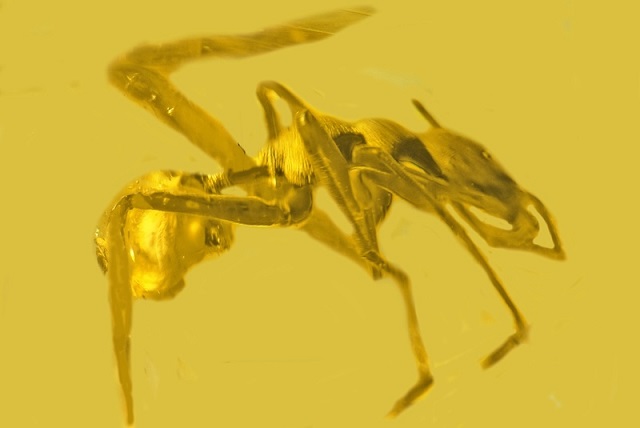 Reçine İçinde Karıncaları Taklit Eden Örümcek Fosili Bulundu