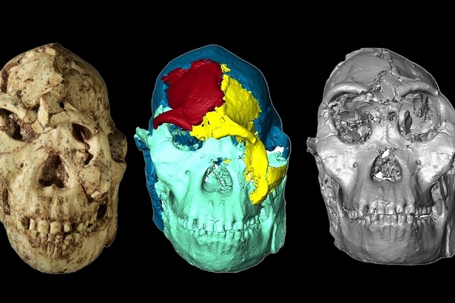 Eski İnsan Atası ‘Küçük Ayak’ın Yüzü İlk Kez Ortaya Çıktı