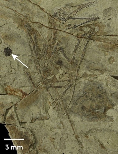 Fosiller, Teruzorların Topak Kustuğunu Ortaya Koyuyor
