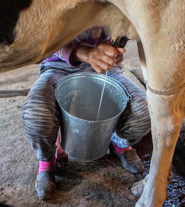 Kıtlık, Avrupa’da Laktoz Toleransının Evrimini Yönlendirdi