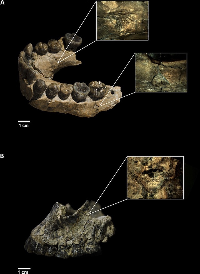 Yapay Zeka, Eski İnsanları Yiyen Yırtıcıları Ortaya Çıkarıyor
