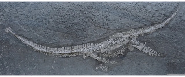 Almanya’da Bilinmeyen Bir Deniz Canavarı Fosili Tanımlandı