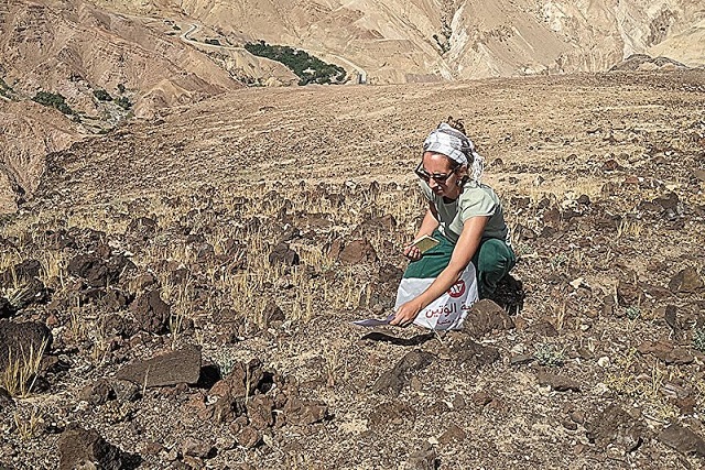 Buğdayın Yabani Ataları Sanıldığı Kadar Yaygın Değilmiş