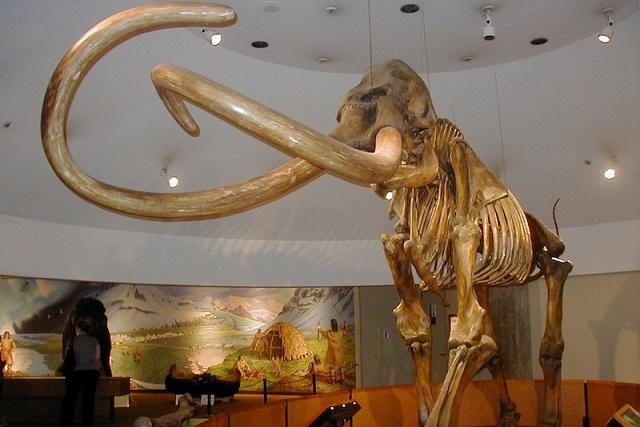 20. Yüzyılda Bazı İnsanlar Mamut Eti Yiyordu