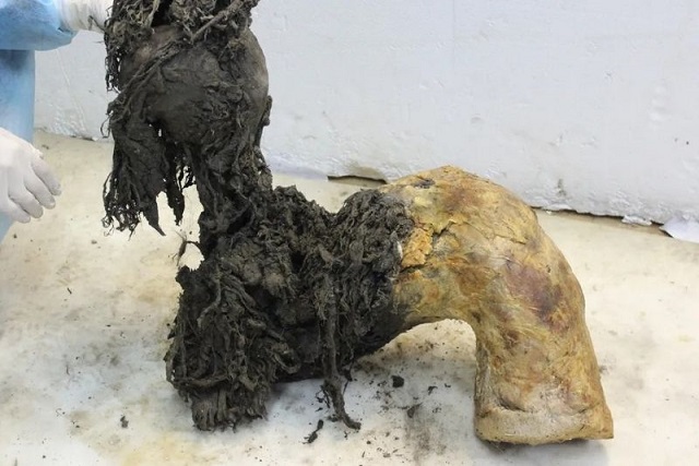 Mamut RNA’sı İlk Kez Dizilendi