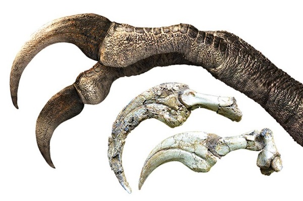 Moğolistan’da İki Parmaklı Therizinosaur Fosili Keşfedildi