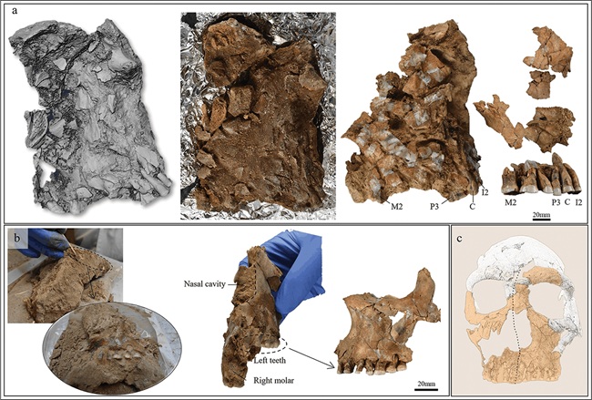 75 Bin Yıllık Ezilmiş Neandertal Kafatası Bilim İnsanlarının Elinde Yeniden Okunabilir Hale Geldi