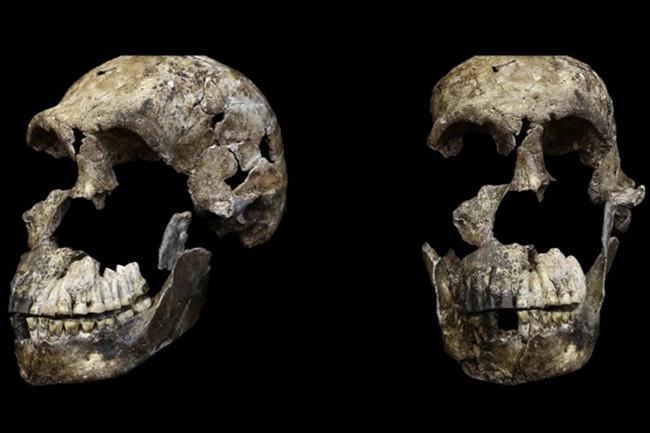 Homo naledi’nin Beyninde Dille İlgili Bir Bölge Genişlemiş