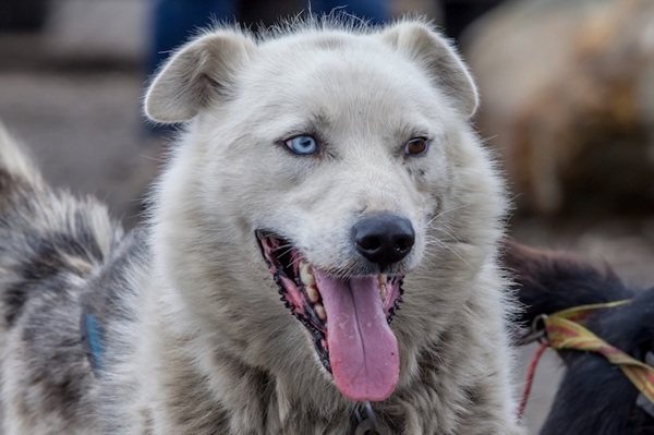 Köpeklerin Beyinleri En Az 5.000 Yıl Önce Küçülmeye Başladı