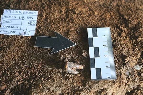 Sibirya’daki Neandertaller 60.000 Yıl Önce Diş Tedavisi Yapmış!