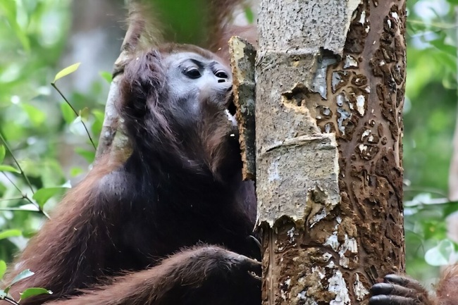 Orangutanlar, Kendilerini Tedavi Etmek için Şifalı Bitkiler Yiyor