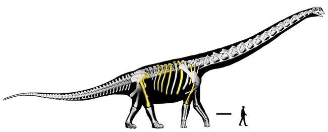 Güneydoğu Asya’nın En Büyük Dinozoru Keşfedildi