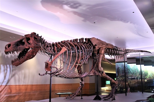 T. rex Gibi Etçil Dinozorlar, Neden Minik Kollar Evrimleştirdi?