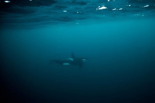 Balinaların Menopozu, İnsanın Evrimsel Gizemine Işık Tutuyor