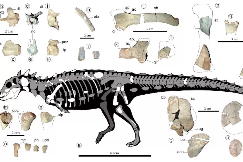 Zırhlı Dinozor, Bilinmeyen Bir Soyu Ortaya Çıkardı