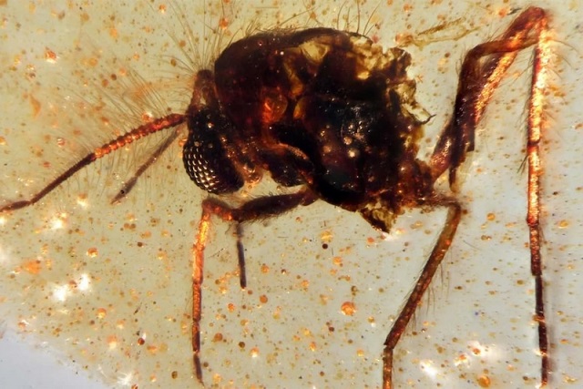 112 Milyon Yıllık Kehribarda Böcekler ve Örümcek Ağı Bulundu