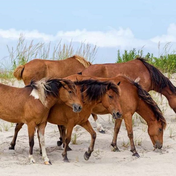 Chincoteague Midillilerinin Efsanevi Kökeni Gerçek Olabilir