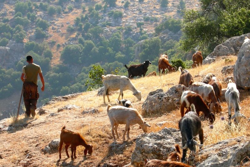 Süt Tüketimi, Eski İnsanların Vücut Büyüklüğünü Artırdı