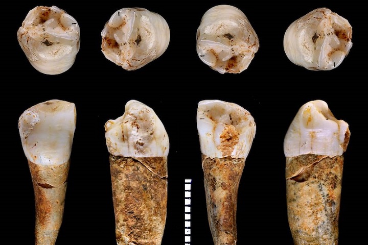 Diş Minesi, Neandertallerin Yaşam Tarzını Aydınlatıyor