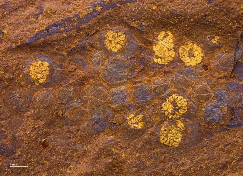 Keşfedilen Tarih Öncesi Yağmur Ormanında Muhteşem Fosiller