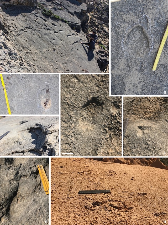 Neandertal Ayak İzleri, Çocukların da Avlandığını Gösteriyor