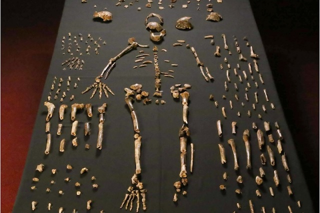 Homo naledi’nin Ölüleri Gömdüğüne Dair Bulgular Güçleniyor