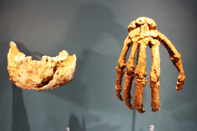 Homo naledi’nin Modern Tırmanışçıları Kıskandıracak Elleri Vardı