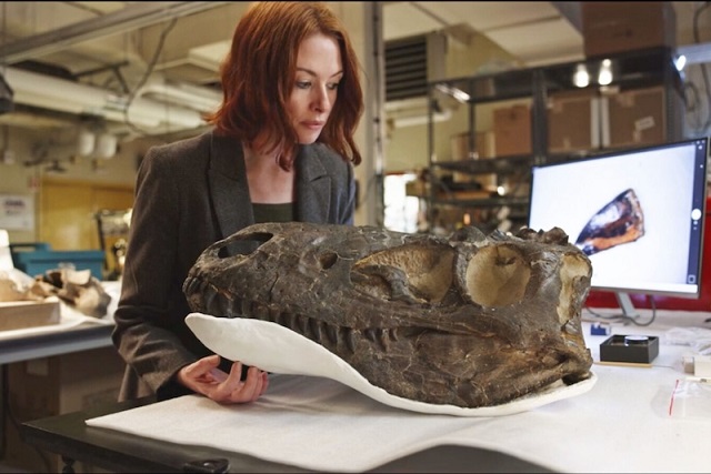 Nanotyrannus Genç T. Rex Değil, Yetişkin Küçük Bir Dinozordu