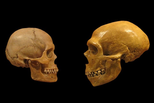 Neandertal Yüzleri Neden Bizimkinden Bu Kadar Farklıydı?
