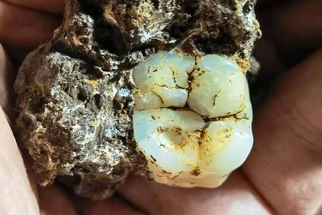 Neandertallerin Sonunu Kurşun Zehirlenmesi mi Getirdi?