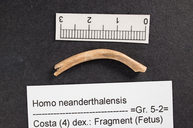 55.000 Yıllık Bir Fetüs Neandertallerin Çöküşünü Anlatıyor