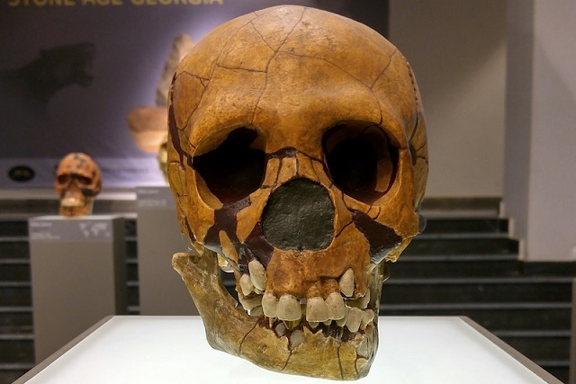 Neandertaller ve Denisovalılar Dil için Genetik Altyapıya Sahipti