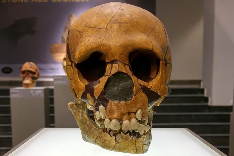 İnsan Melezleri, Neandertallerin Yok Oluşunda Etken Olabilir