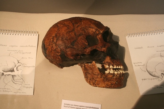 Taşıdığımız Neandertal DNA’sı Virüs Savunmamızı Zayıflatıyor