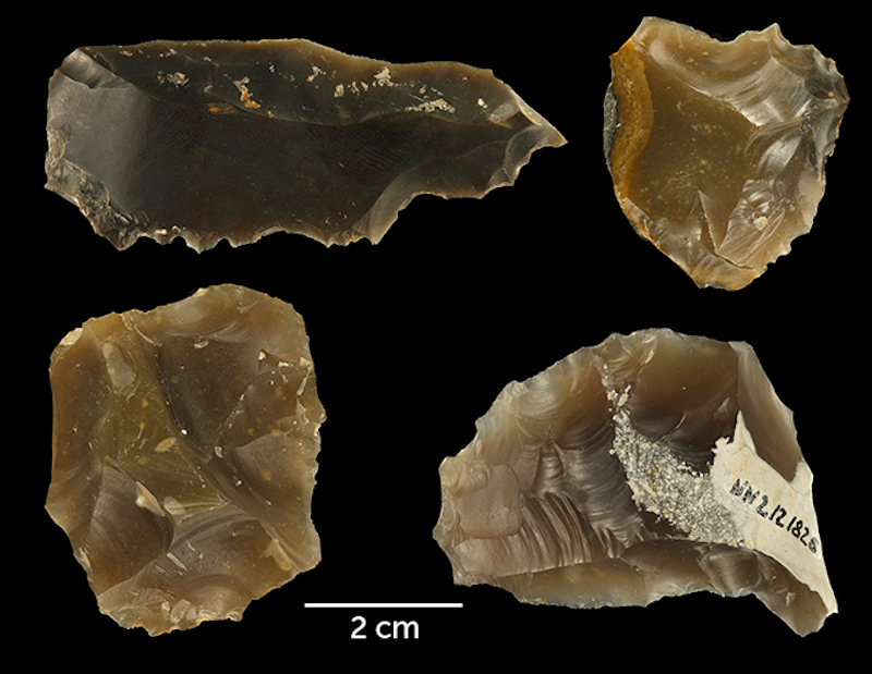 Neandertaller, Ormanları Otlaklara Çeviren İlk Homininlerdi