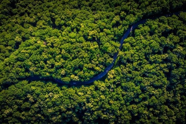 Amazon Havzası’nda 350 Kilometrelik Antik Yol Ağı Keşfedildi