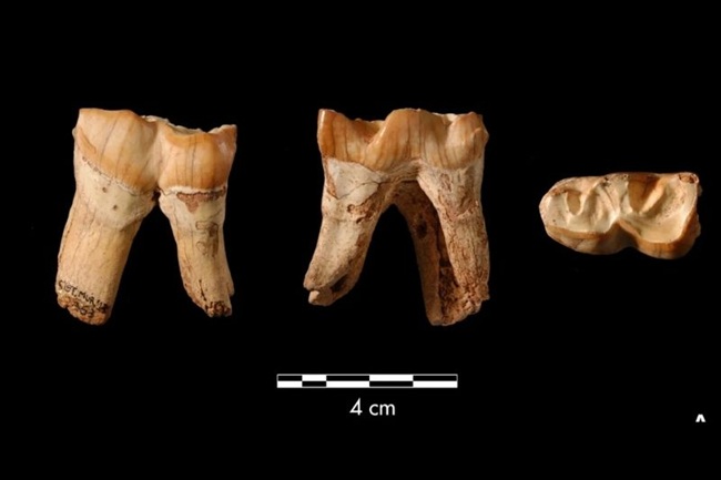 Neandertallerin Sıradışı Alet Çantası: Gergedan Dişinden Aletler