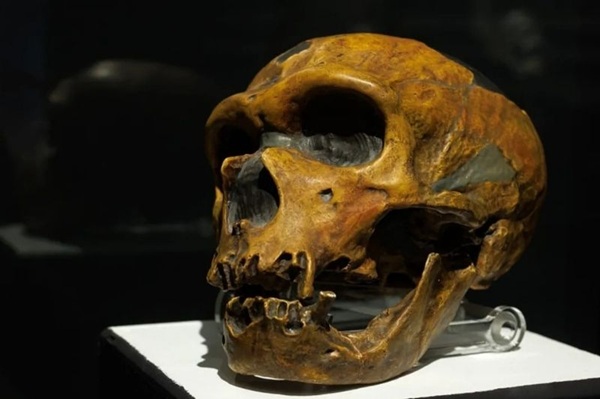 Neandertaller Konuşabiliyor muydu?