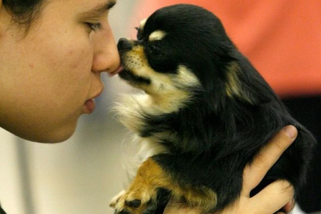 Chihuahua: Tükendiği Sanılan Bir Soyun Yaşayan Temsilcisi