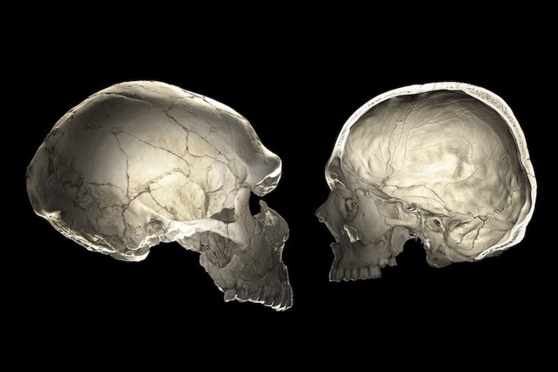 Modern İnsan ve Neandertal Beyninde Çarpıcı Farklar