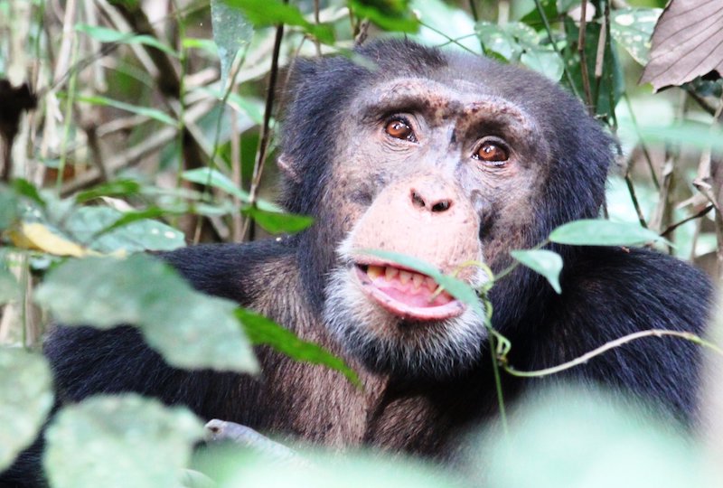 Şempanzeler Fındık Kırmayı Bağımsız Olarak Keşfedemiyor