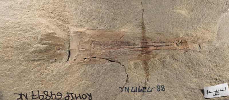 Fosil Bulgularına Göre Ahtapotlar, Dinozorlardan Önce de Vardı