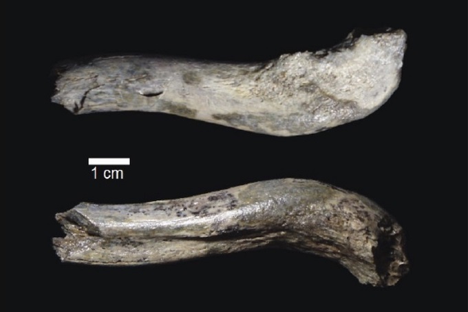 Gizemli 1.8 Milyon Yıllık Hominid, Bizim Kadar Geniş Omuzluydu